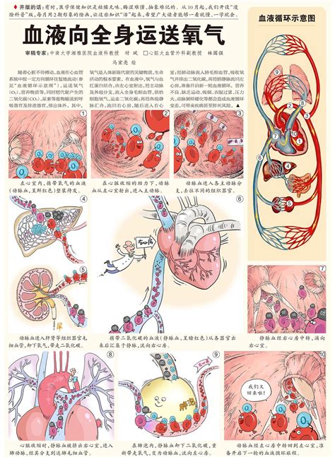 血液循环简图|心脏血液循环图简易示意图